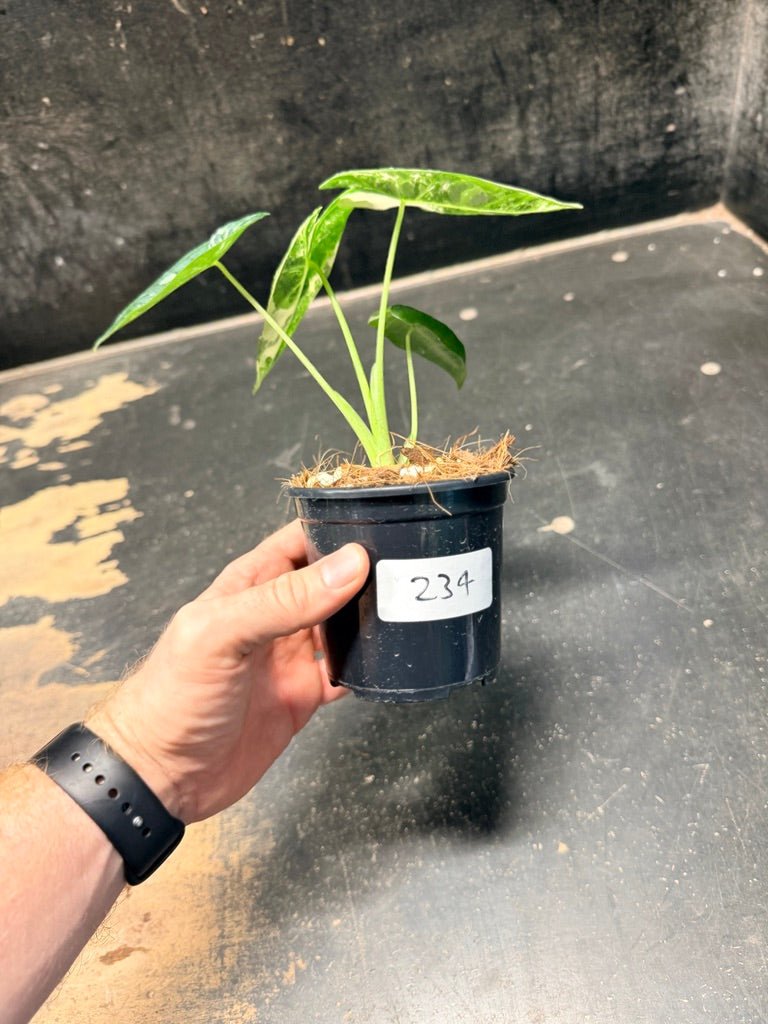 Handpicked 234 - Alocasia Micholitziana Frydek | Uprooted