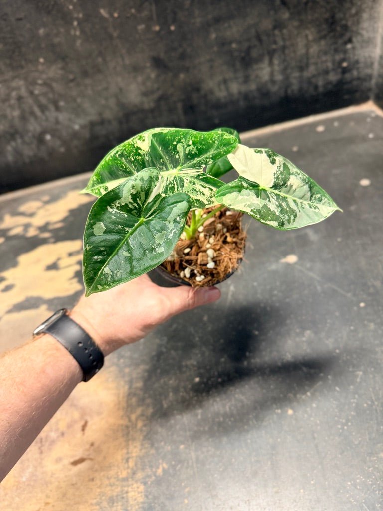 Handpicked 234 - Alocasia Micholitziana Frydek | Uprooted