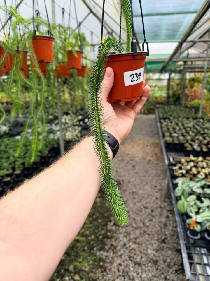 Handpicked 234 - Phlegmariurus squarrosus [Huperzia Squarrosa] - Thailand Large Rock Tassel Fern | Uprooted