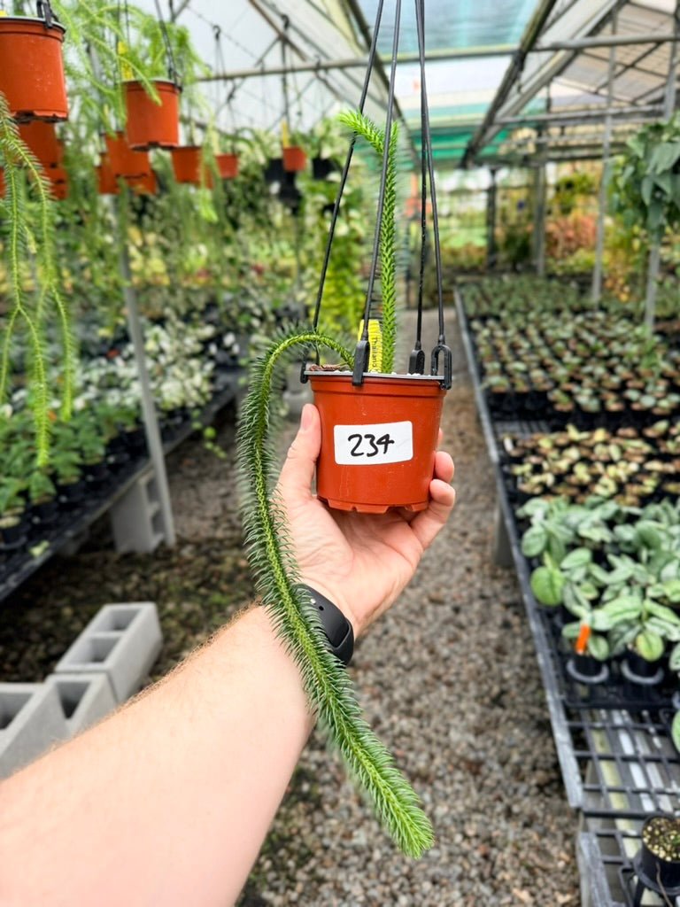 Handpicked 234 - Phlegmariurus squarrosus [Huperzia Squarrosa] - Thailand Large Rock Tassel Fern | Uprooted