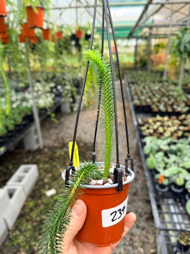 Handpicked 234 - Phlegmariurus squarrosus [Huperzia Squarrosa] - Thailand Large Rock Tassel Fern | Uprooted