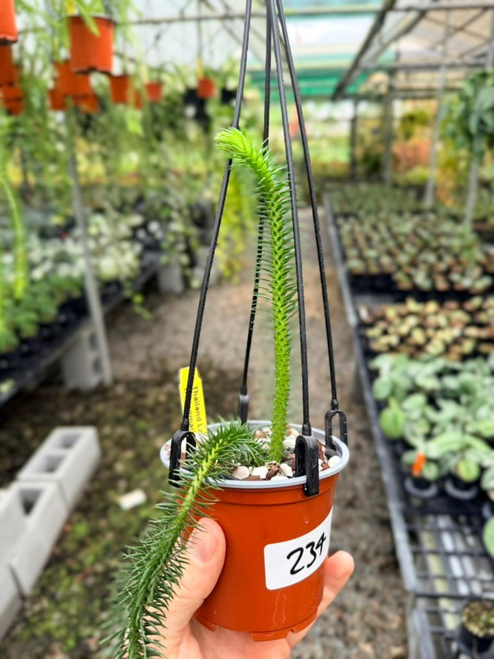 Handpicked 234 - Phlegmariurus squarrosus [Huperzia Squarrosa] - Thailand Large Rock Tassel Fern | Uprooted