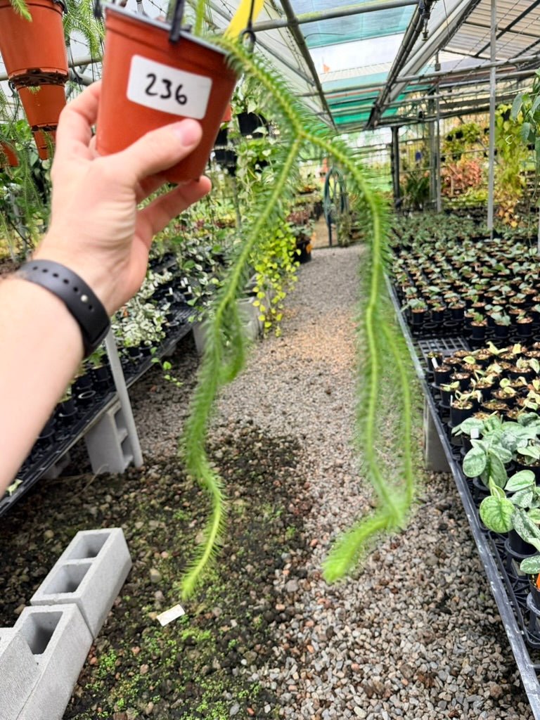 Handpicked 236 - Phlegmariurus squarrosus [Huperzia Squarrosa] - QLD Fine Rock Tassel Fern | Uprooted