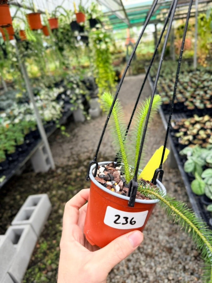 Handpicked 236 - Phlegmariurus squarrosus [Huperzia Squarrosa] - QLD Fine Rock Tassel Fern | Uprooted
