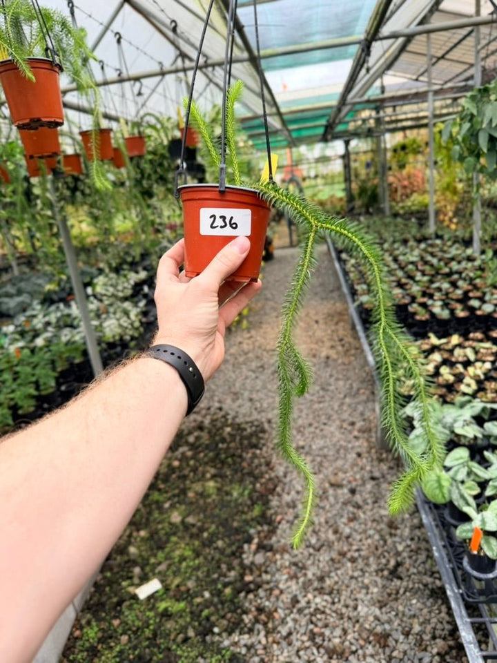 Handpicked 236 - Phlegmariurus squarrosus [Huperzia Squarrosa] - QLD Fine Rock Tassel Fern | Uprooted