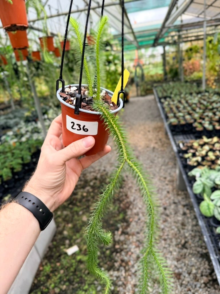 Handpicked 236 - Phlegmariurus squarrosus [Huperzia Squarrosa] - QLD Fine Rock Tassel Fern | Uprooted