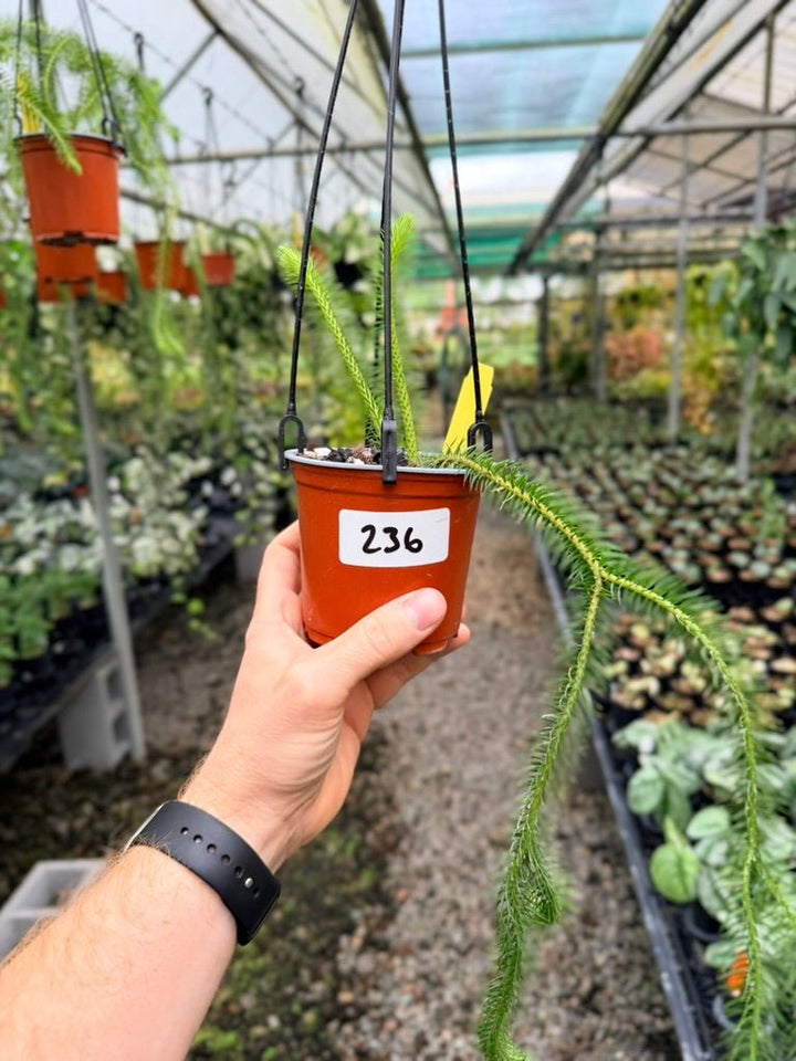 Handpicked 236 - Phlegmariurus squarrosus [Huperzia Squarrosa] - QLD Fine Rock Tassel Fern | Uprooted