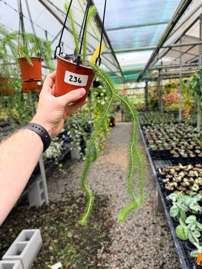 Handpicked 236 - Phlegmariurus squarrosus [Huperzia Squarrosa] - QLD Fine Rock Tassel Fern | Uprooted