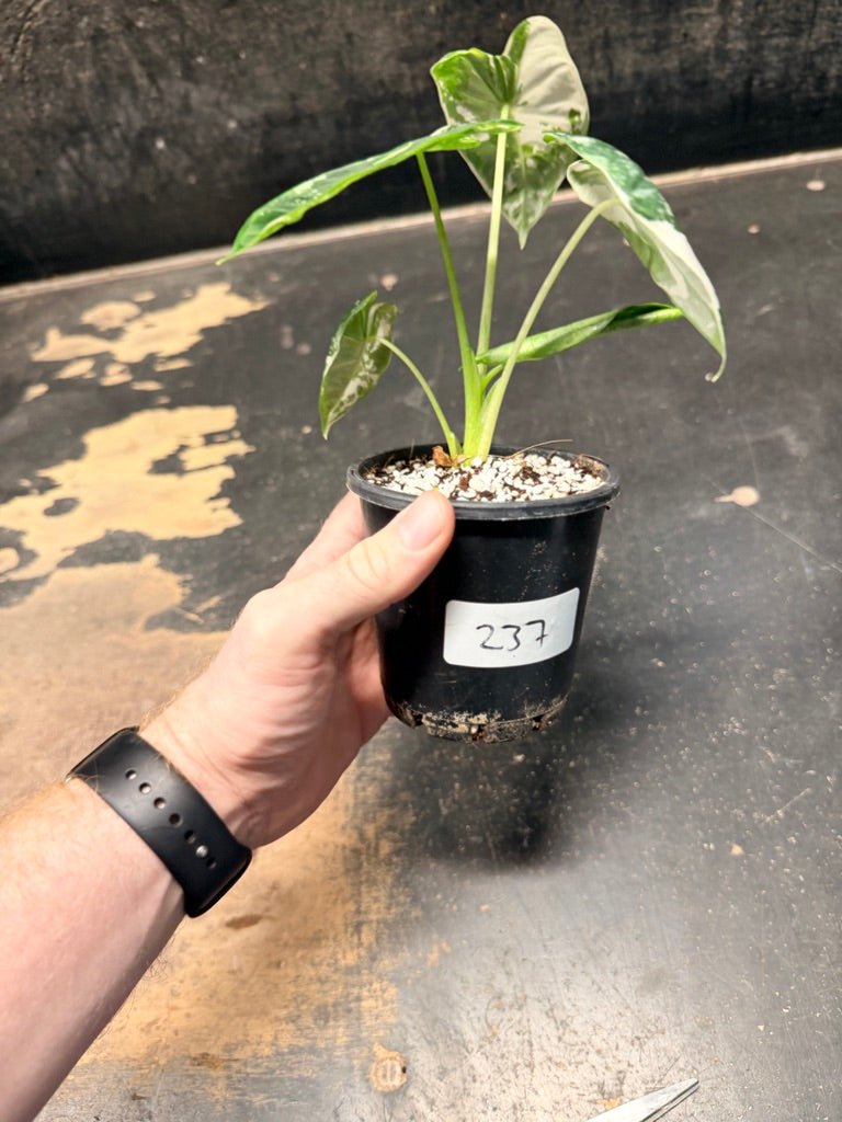 Handpicked 237 - Alocasia Micholitziana Frydek | Uprooted