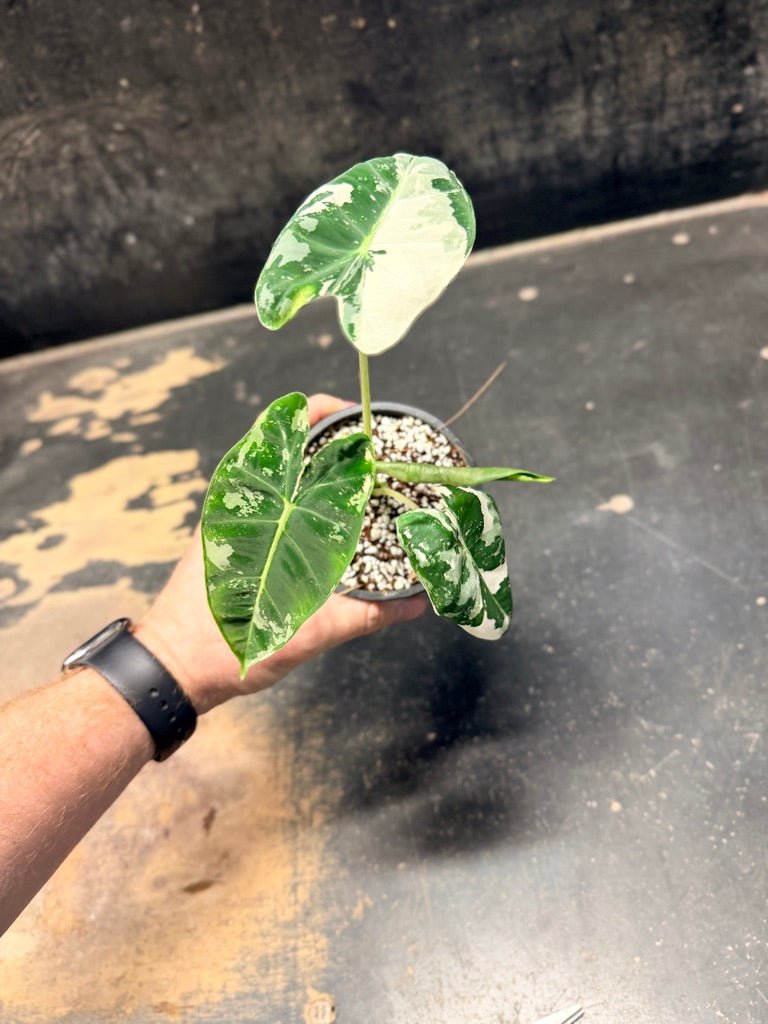Handpicked 237 - Alocasia Micholitziana Frydek | Uprooted