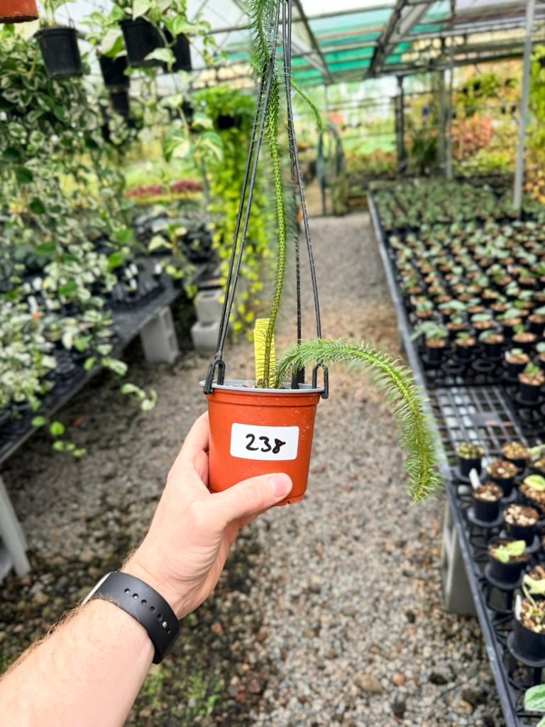 Handpicked 238 - Phlegmariurus Squarrosus [Huperzia Squarrosa] - Indonesian Long stem Tassel Fern | Uprooted