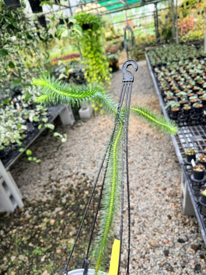 Handpicked 238 - Phlegmariurus Squarrosus [Huperzia Squarrosa] - Indonesian Long stem Tassel Fern | Uprooted