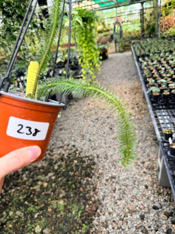 Handpicked 238 - Phlegmariurus Squarrosus [Huperzia Squarrosa] - Indonesian Long stem Tassel Fern | Uprooted