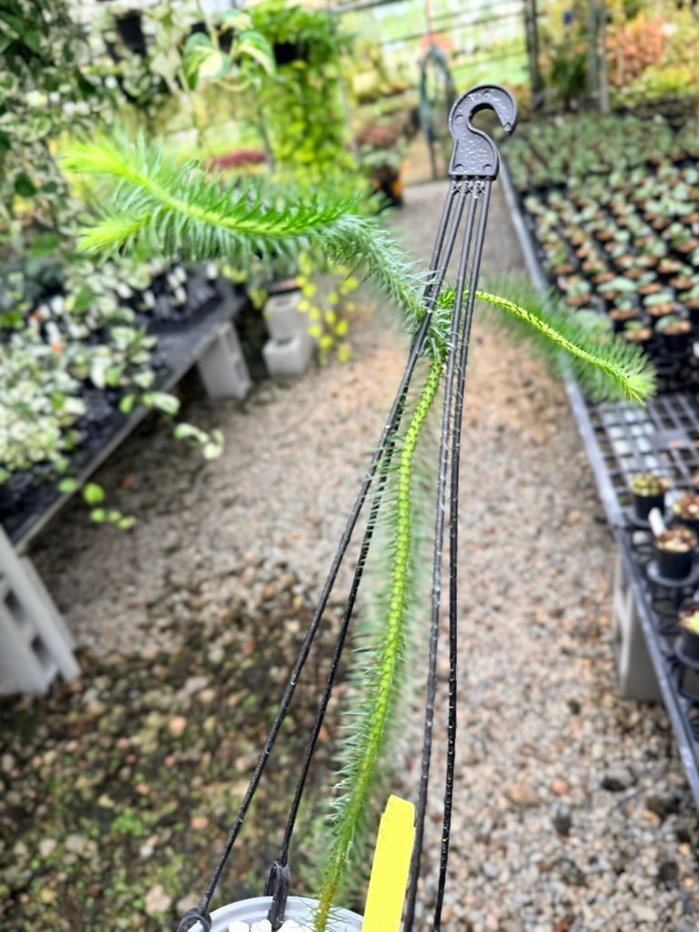 Handpicked 238 - Phlegmariurus Squarrosus [Huperzia Squarrosa] - Indonesian Long stem Tassel Fern | Uprooted