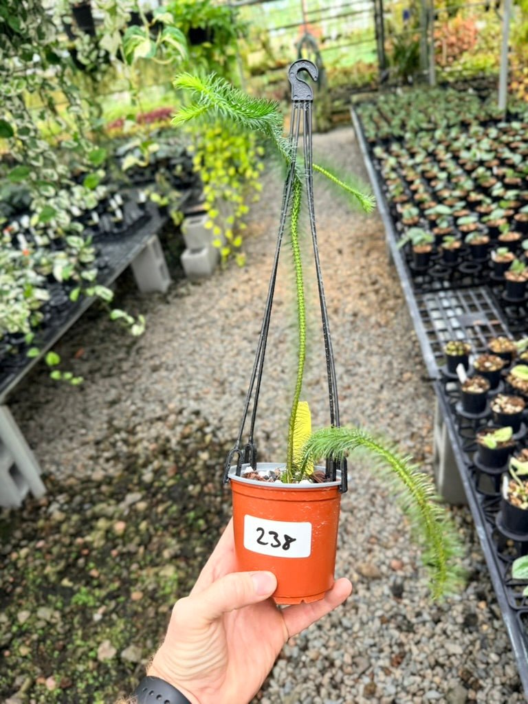 Handpicked 238 - Phlegmariurus Squarrosus [Huperzia Squarrosa] - Indonesian Long stem Tassel Fern | Uprooted
