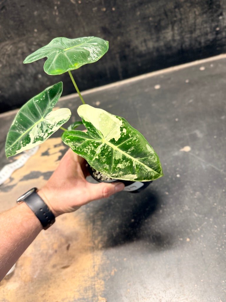 Handpicked 239 - Alocasia Micholitziana Frydek | Uprooted