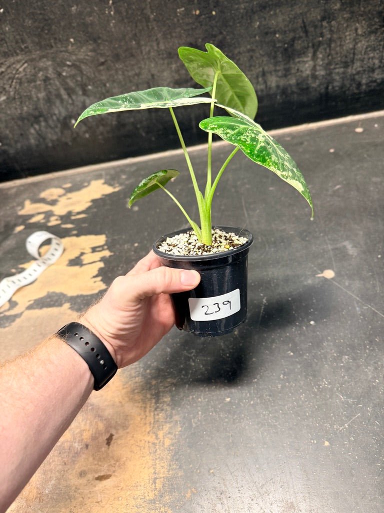 Handpicked 239 - Alocasia Micholitziana Frydek | Uprooted