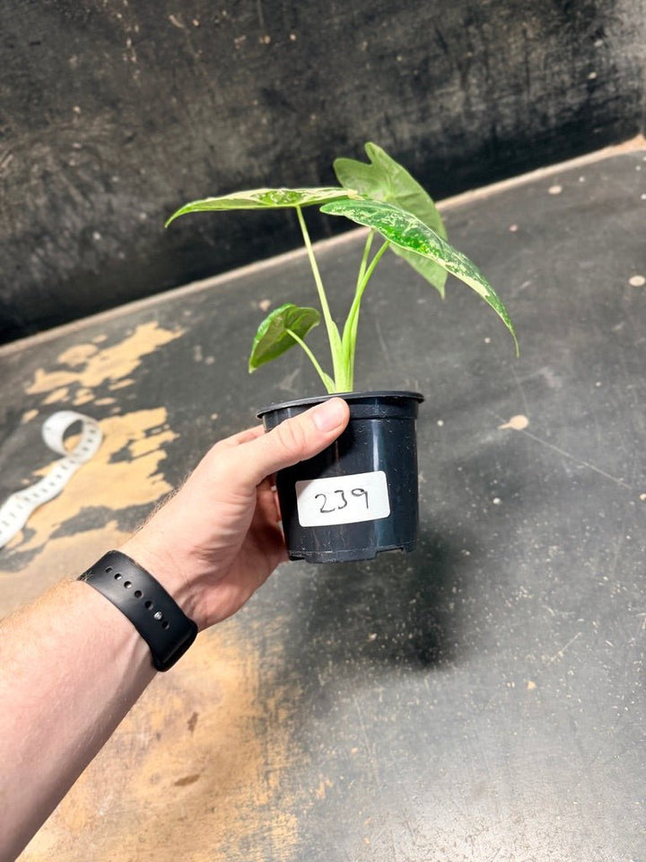 Handpicked 239 - Alocasia Micholitziana Frydek | Uprooted