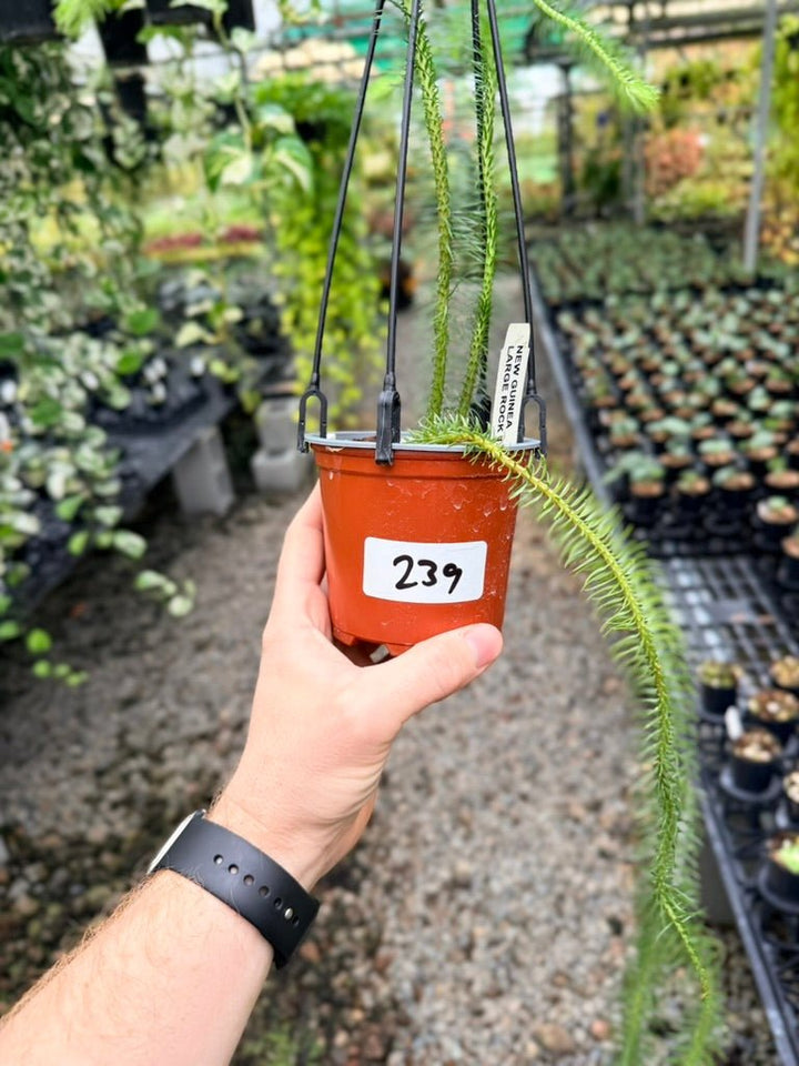 Handpicked 239 - Phlegmariurus Squarrosus [Huperzia Squarrosa] - New Guinea Large Rock Tassel Fern | Uprooted