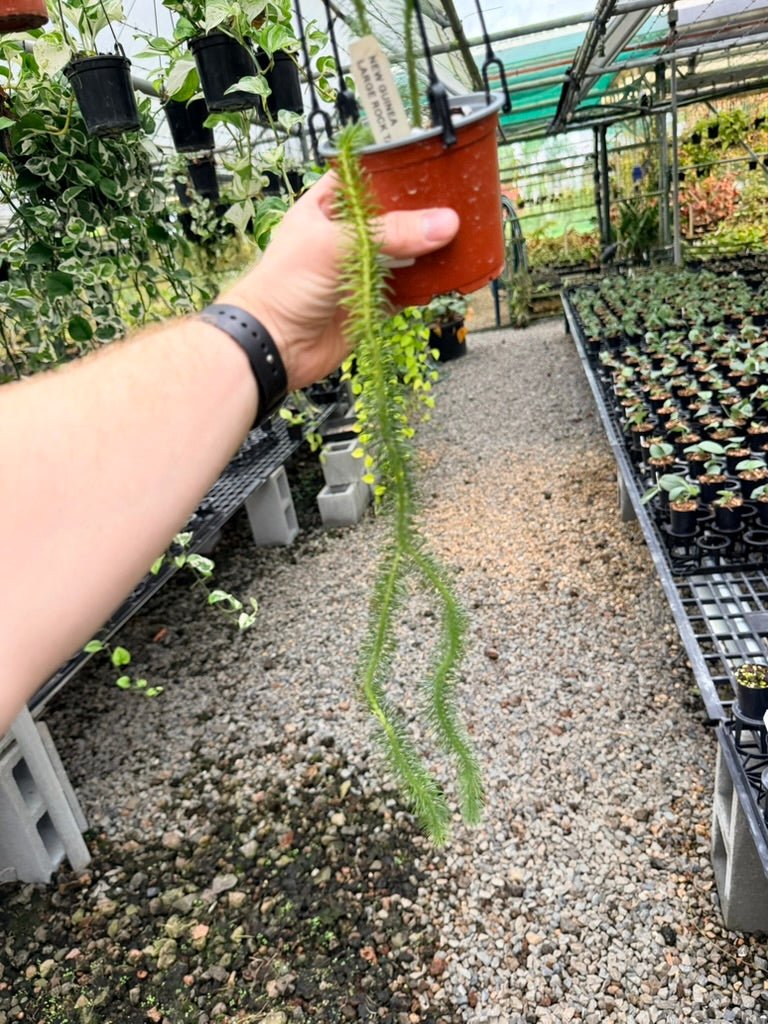 Handpicked 239 - Phlegmariurus Squarrosus [Huperzia Squarrosa] - New Guinea Large Rock Tassel Fern | Uprooted