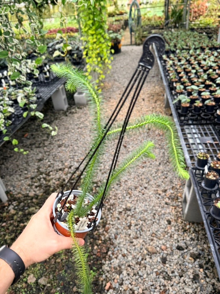 Handpicked 239 - Phlegmariurus Squarrosus [Huperzia Squarrosa] - New Guinea Large Rock Tassel Fern | Uprooted