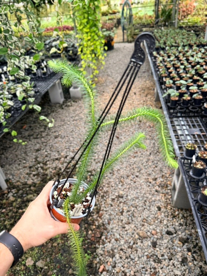 Handpicked 239 - Phlegmariurus Squarrosus [Huperzia Squarrosa] - New Guinea Large Rock Tassel Fern | Uprooted