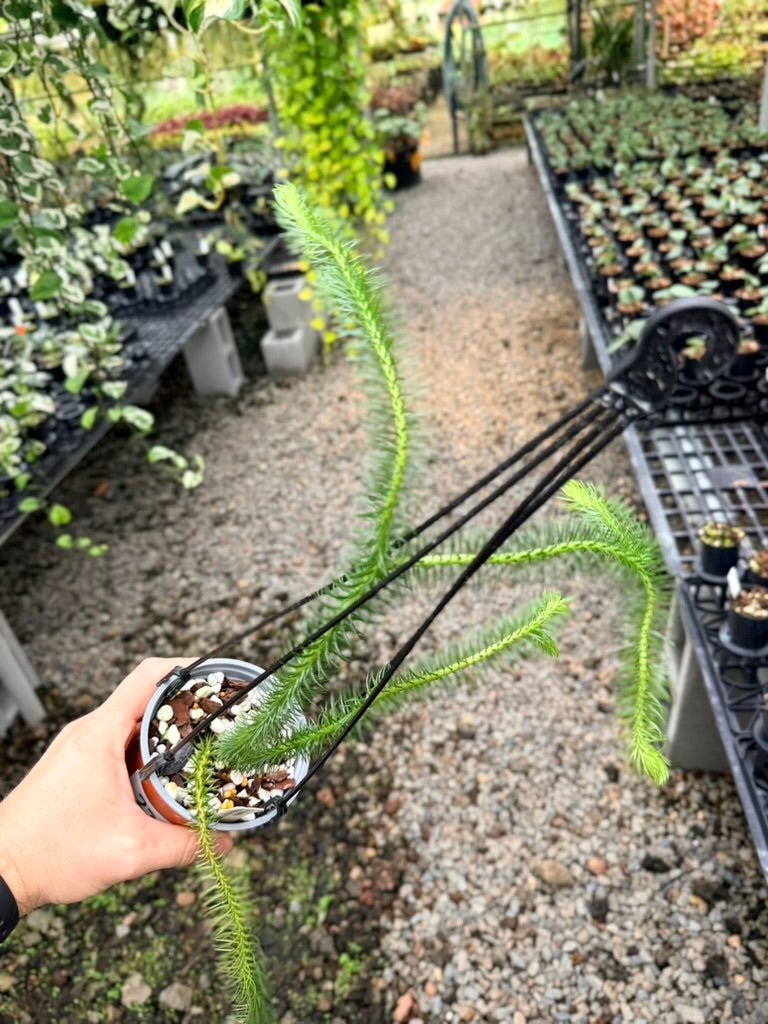 Handpicked 239 - Phlegmariurus Squarrosus [Huperzia Squarrosa] - New Guinea Large Rock Tassel Fern | Uprooted
