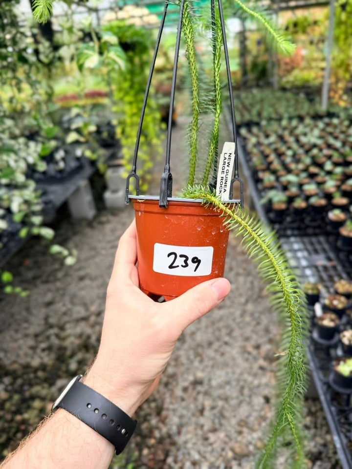 Handpicked 239 - Phlegmariurus Squarrosus [Huperzia Squarrosa] - New Guinea Large Rock Tassel Fern | Uprooted