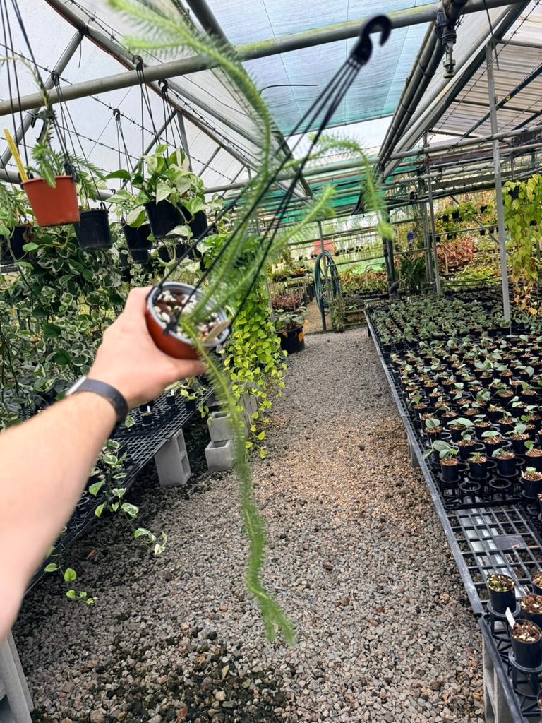 Handpicked 239 - Phlegmariurus Squarrosus [Huperzia Squarrosa] - New Guinea Large Rock Tassel Fern | Uprooted