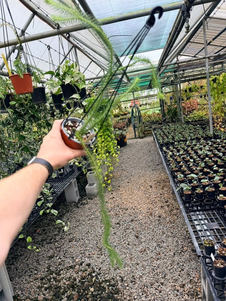 Handpicked 239 - Phlegmariurus Squarrosus [Huperzia Squarrosa] - New Guinea Large Rock Tassel Fern | Uprooted