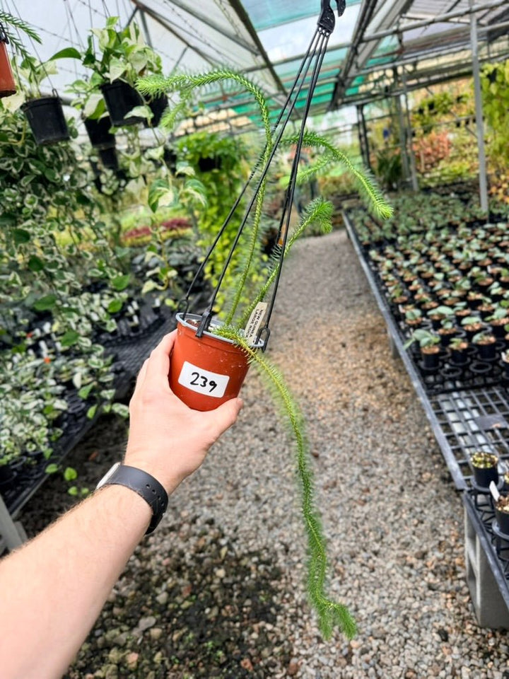 Handpicked 239 - Phlegmariurus Squarrosus [Huperzia Squarrosa] - New Guinea Large Rock Tassel Fern | Uprooted