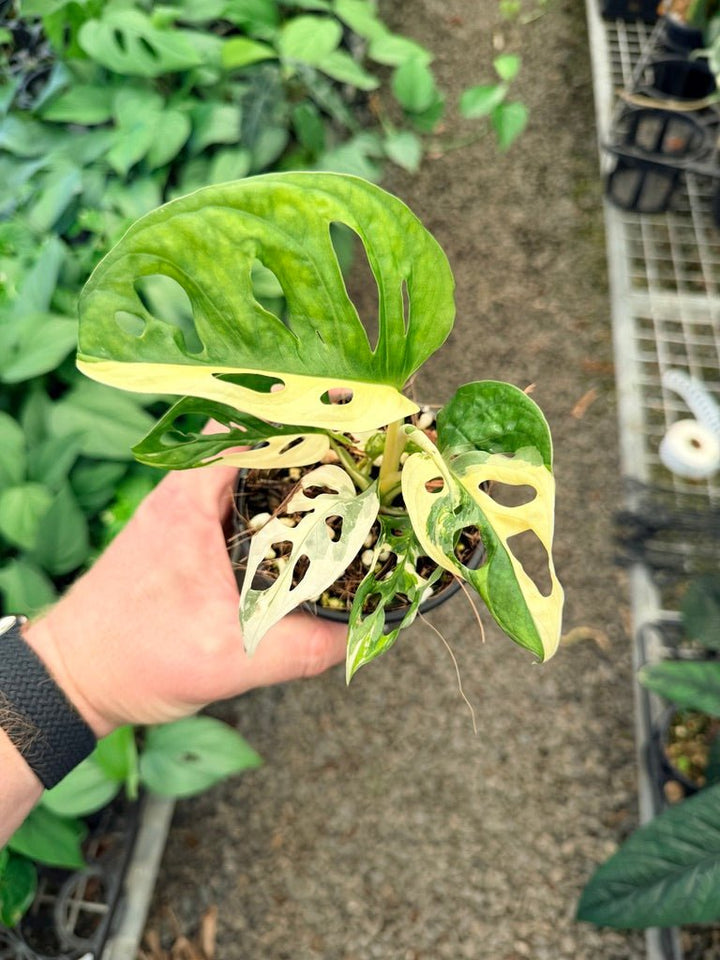 Handpicked 24 - Monstera Adansonii - Monkey Mask - Variegated Albo | Uprooted