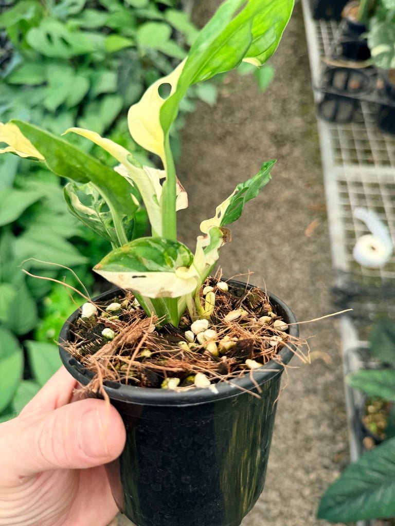 Handpicked 24 - Monstera Adansonii - Monkey Mask - Variegated Albo | Uprooted
