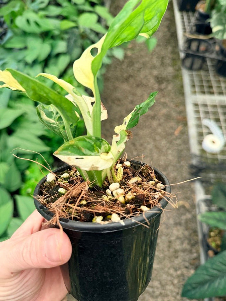 Handpicked 24 - Monstera Adansonii - Monkey Mask - Variegated Albo | Uprooted