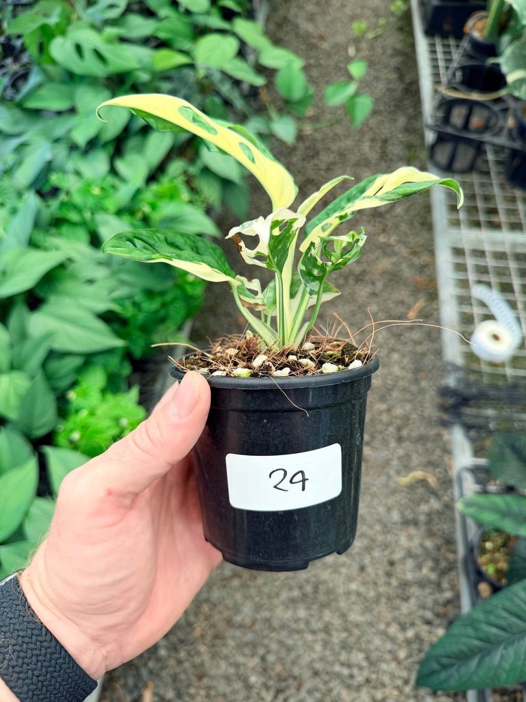 Handpicked 24 - Monstera Adansonii - Monkey Mask - Variegated Albo | Uprooted