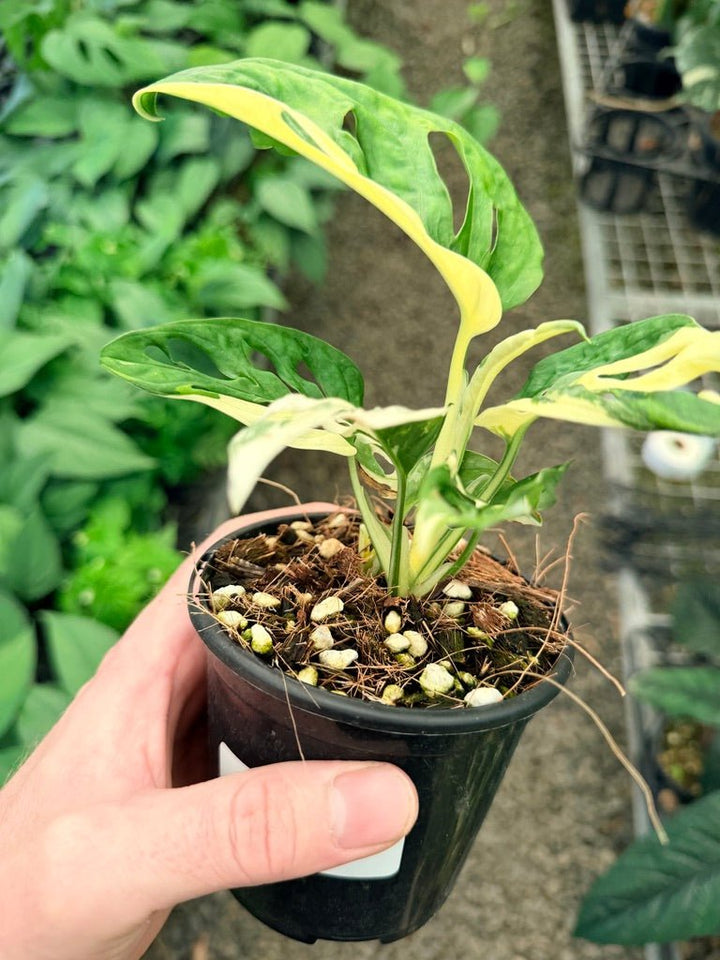 Handpicked 24 - Monstera Adansonii - Monkey Mask - Variegated Albo | Uprooted