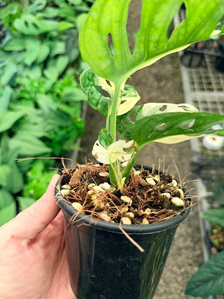Handpicked 24 - Monstera Adansonii - Monkey Mask - Variegated Albo | Uprooted