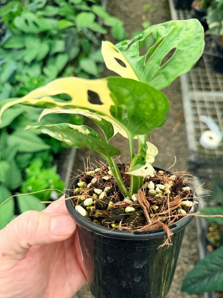 Handpicked 24 - Monstera Adansonii - Monkey Mask - Variegated Albo | Uprooted