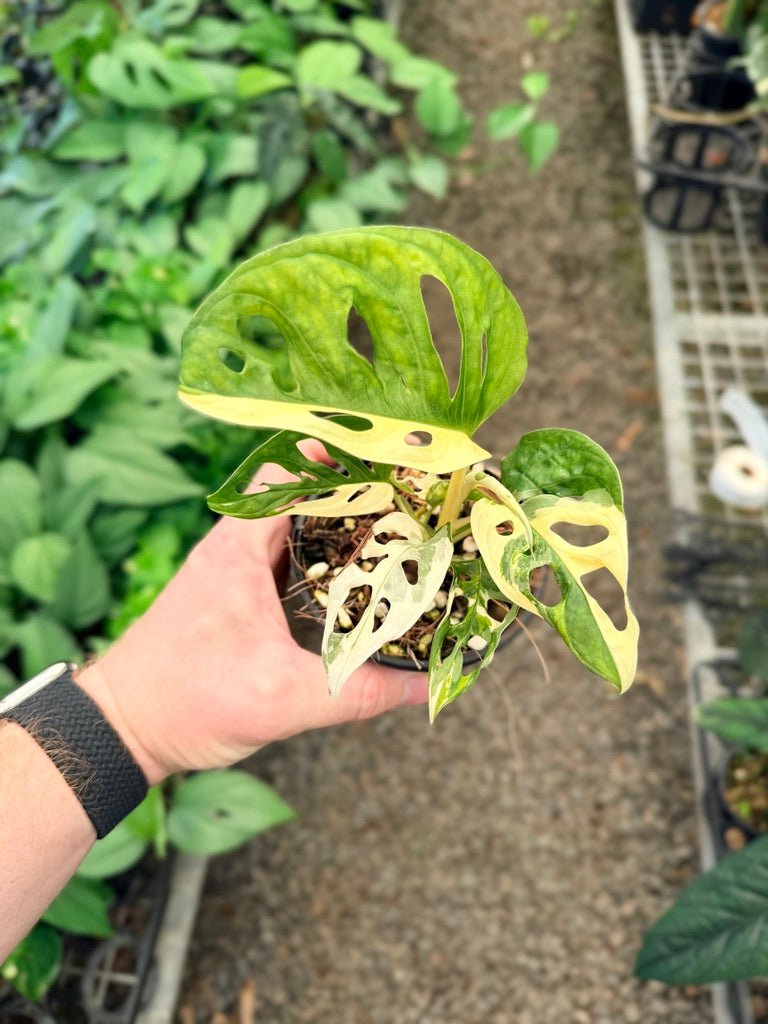 Handpicked 24 - Monstera Adansonii - Monkey Mask - Variegated Albo | Uprooted