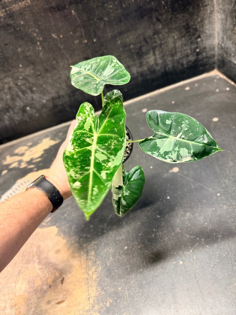 Handpicked 240 - Alocasia Micholitziana Frydek | Uprooted