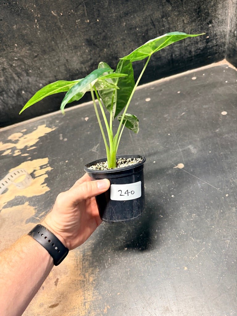 Handpicked 240 - Alocasia Micholitziana Frydek | Uprooted
