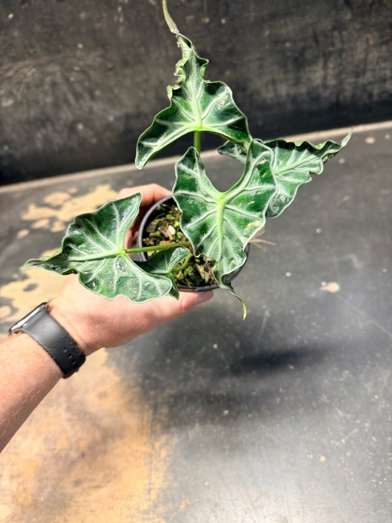 Handpicked 241 - Alocasia Loco | Uprooted