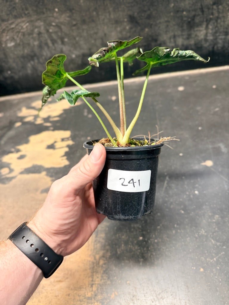 Handpicked 241 - Alocasia Loco | Uprooted