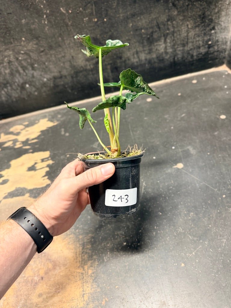 Handpicked 243 - Alocasia Loco | Uprooted