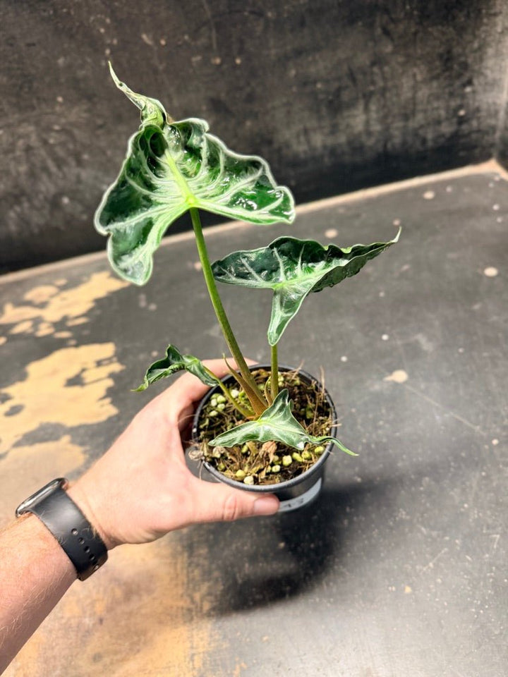 Handpicked 243 - Alocasia Loco | Uprooted