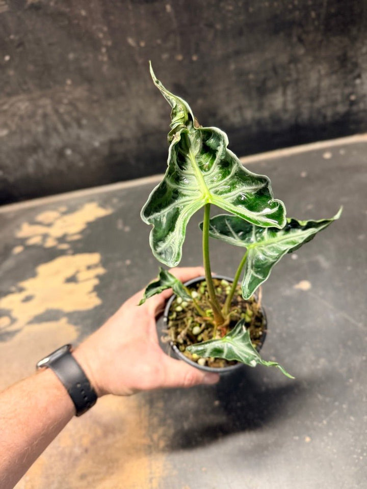 Handpicked 243 - Alocasia Loco | Uprooted