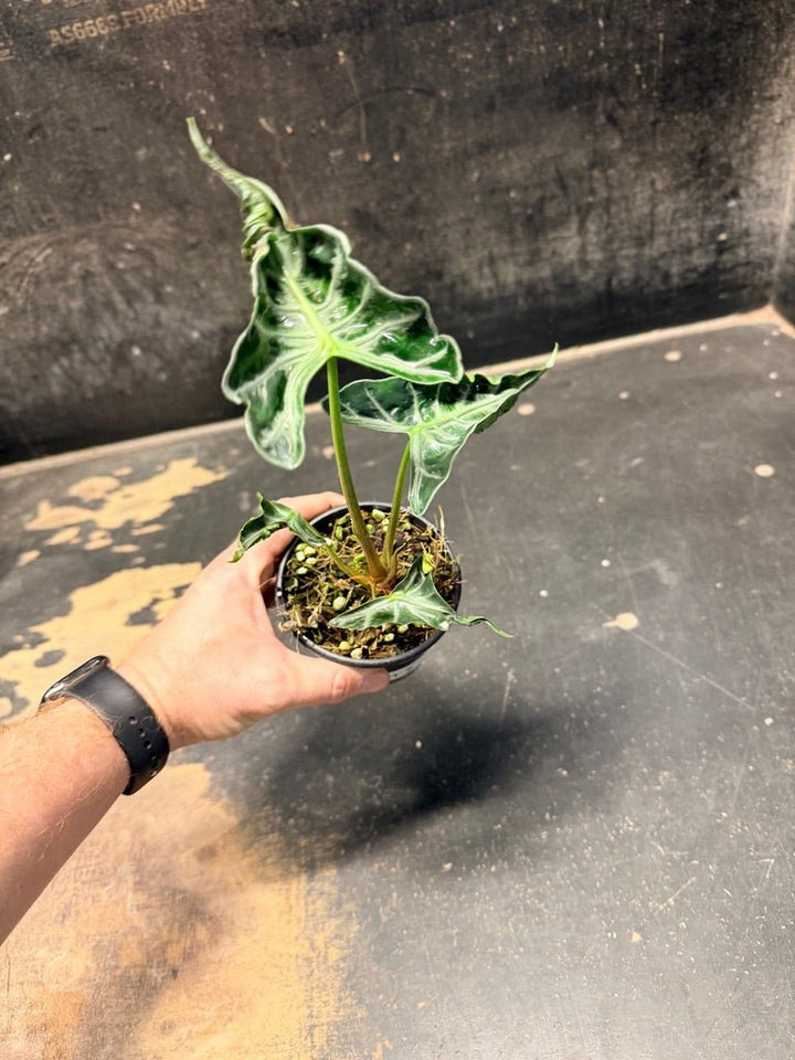 Handpicked 243 - Alocasia Loco | Uprooted
