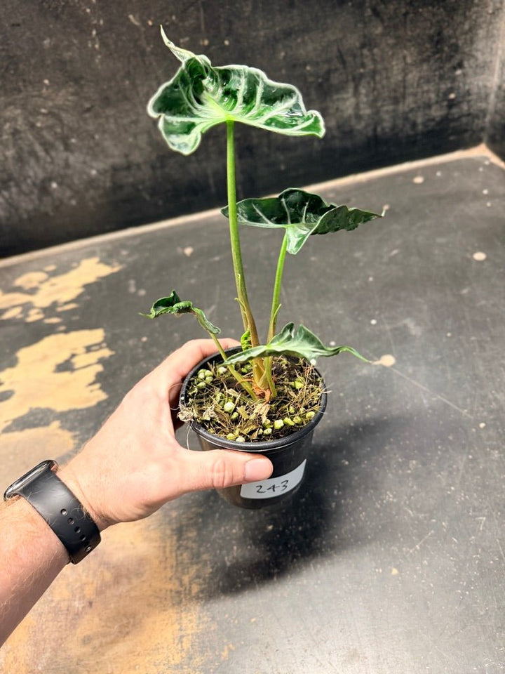 Handpicked 243 - Alocasia Loco | Uprooted