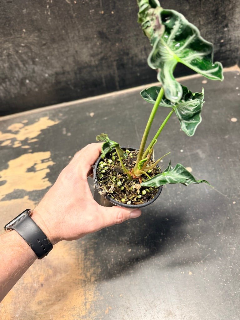 Handpicked 243 - Alocasia Loco | Uprooted