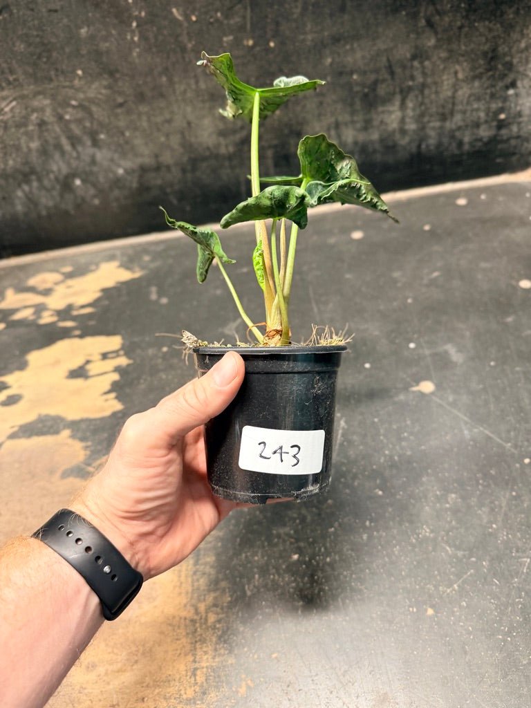 Handpicked 243 - Alocasia Loco | Uprooted